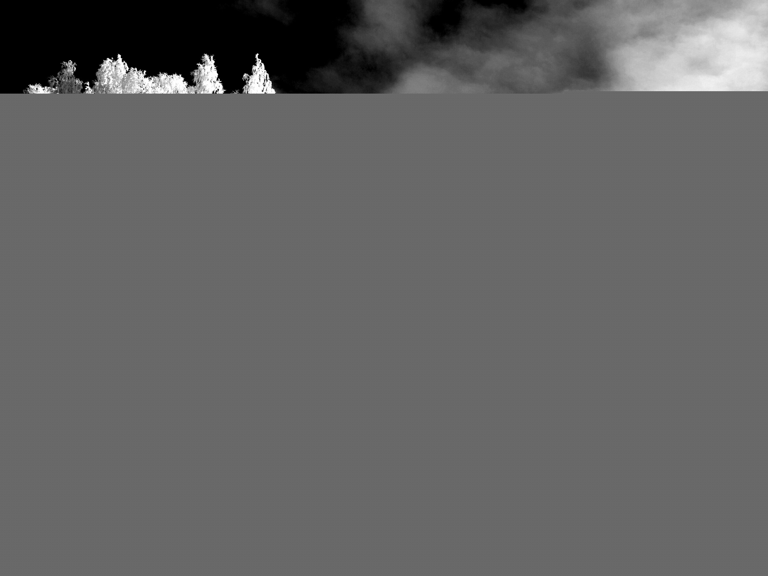 Заснеженные деревья обои