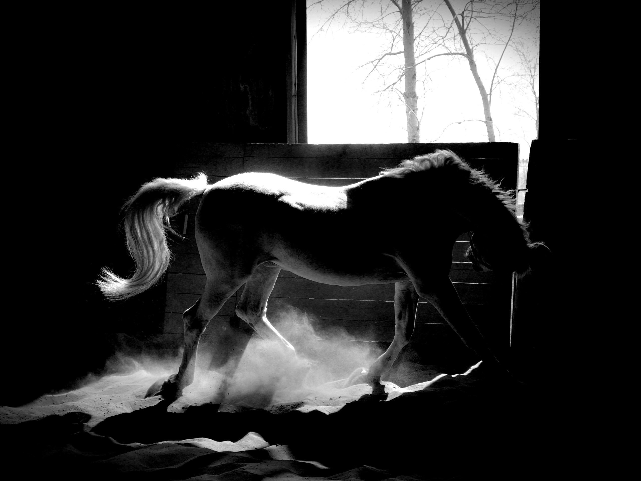 Белая лошадь в загоне обои