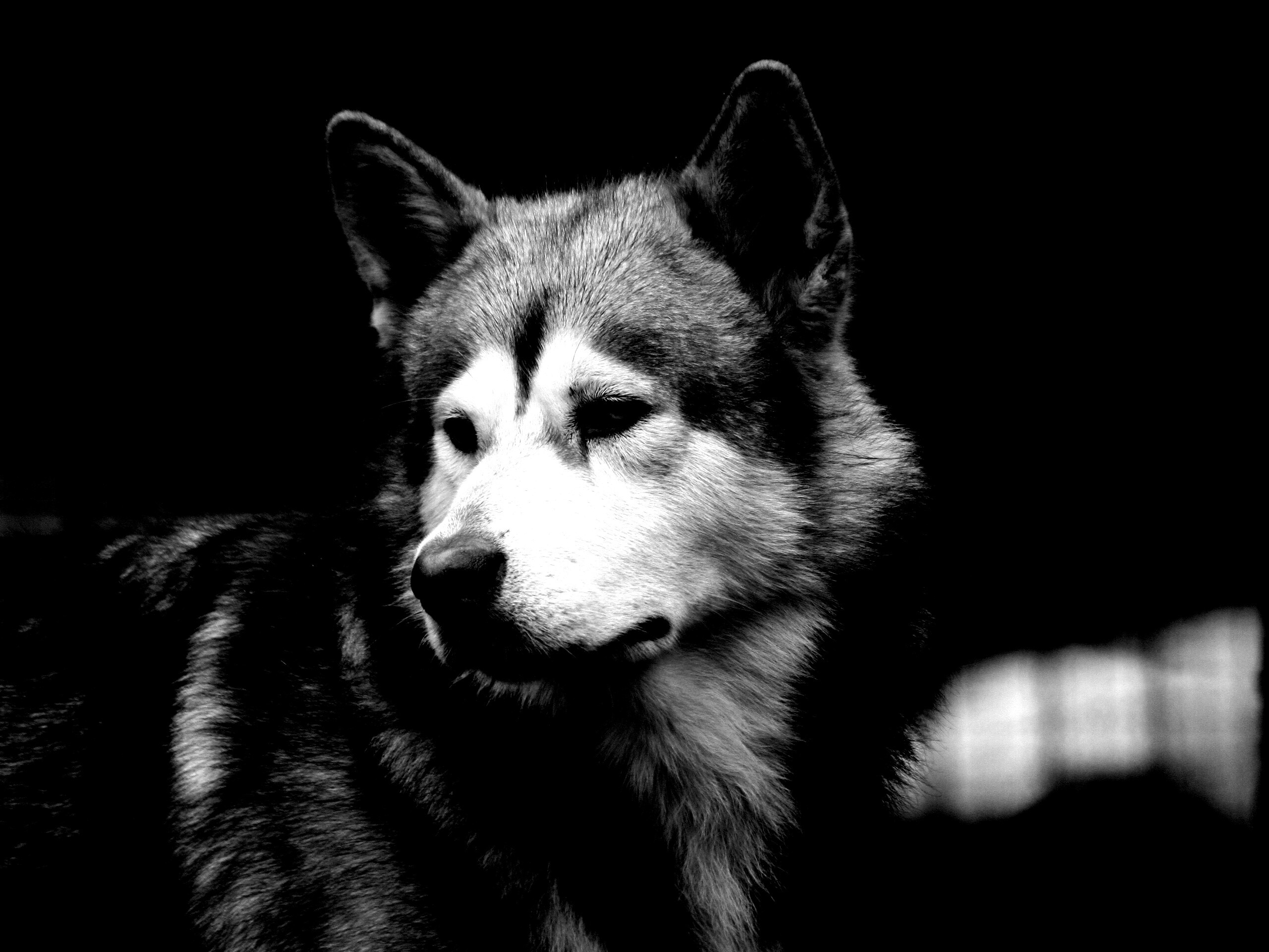 Собака с грустным взглядом обои