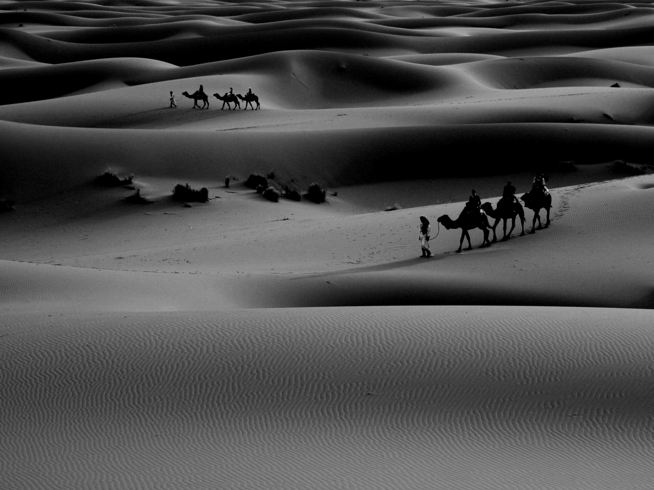 Караваны пустыни обои