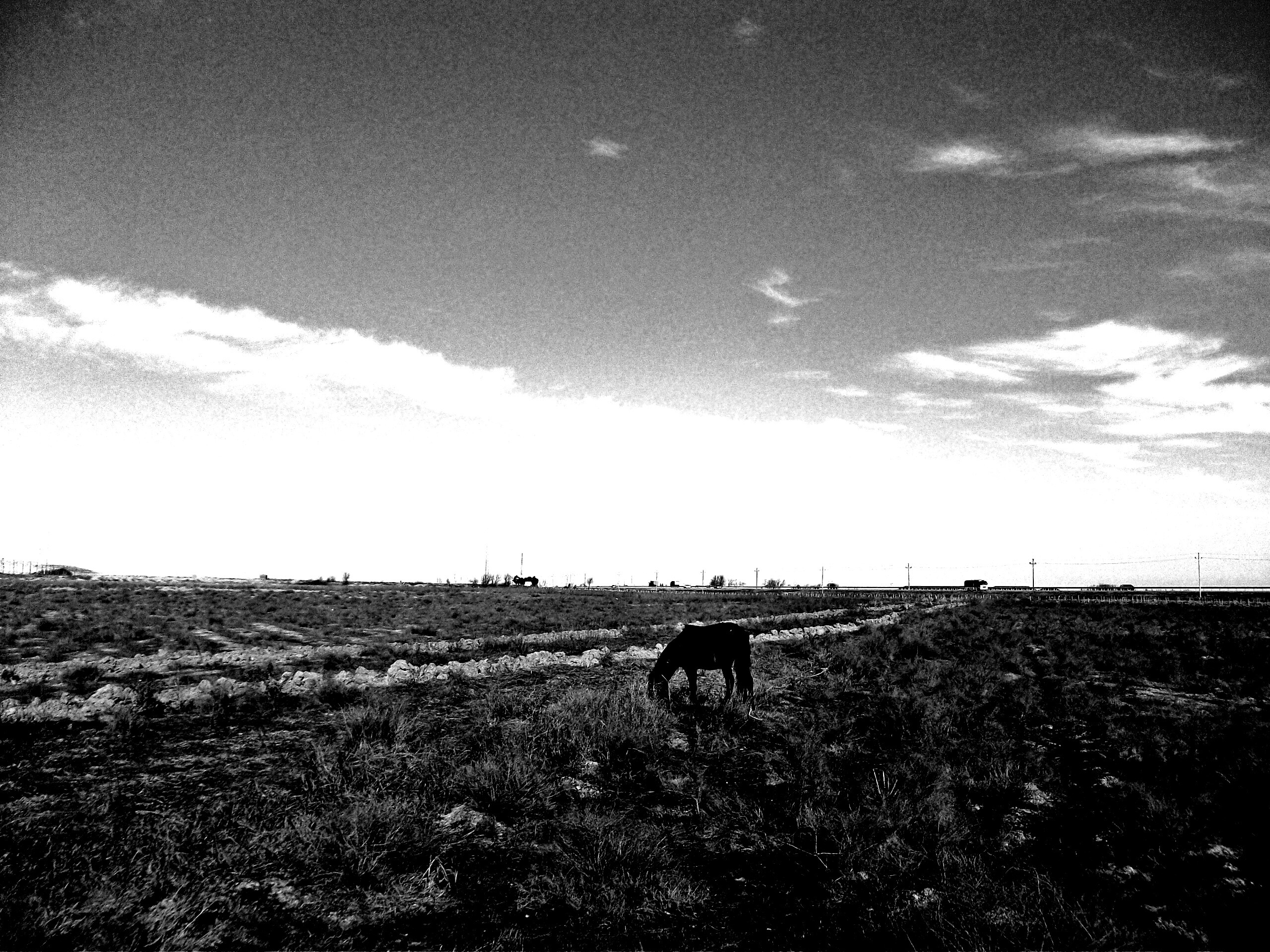 Лошадь пасётся обои