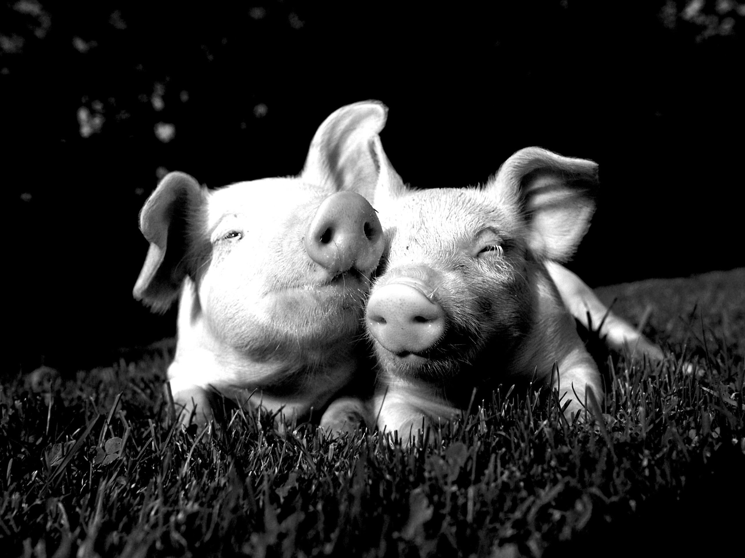 Два поросёнка обои