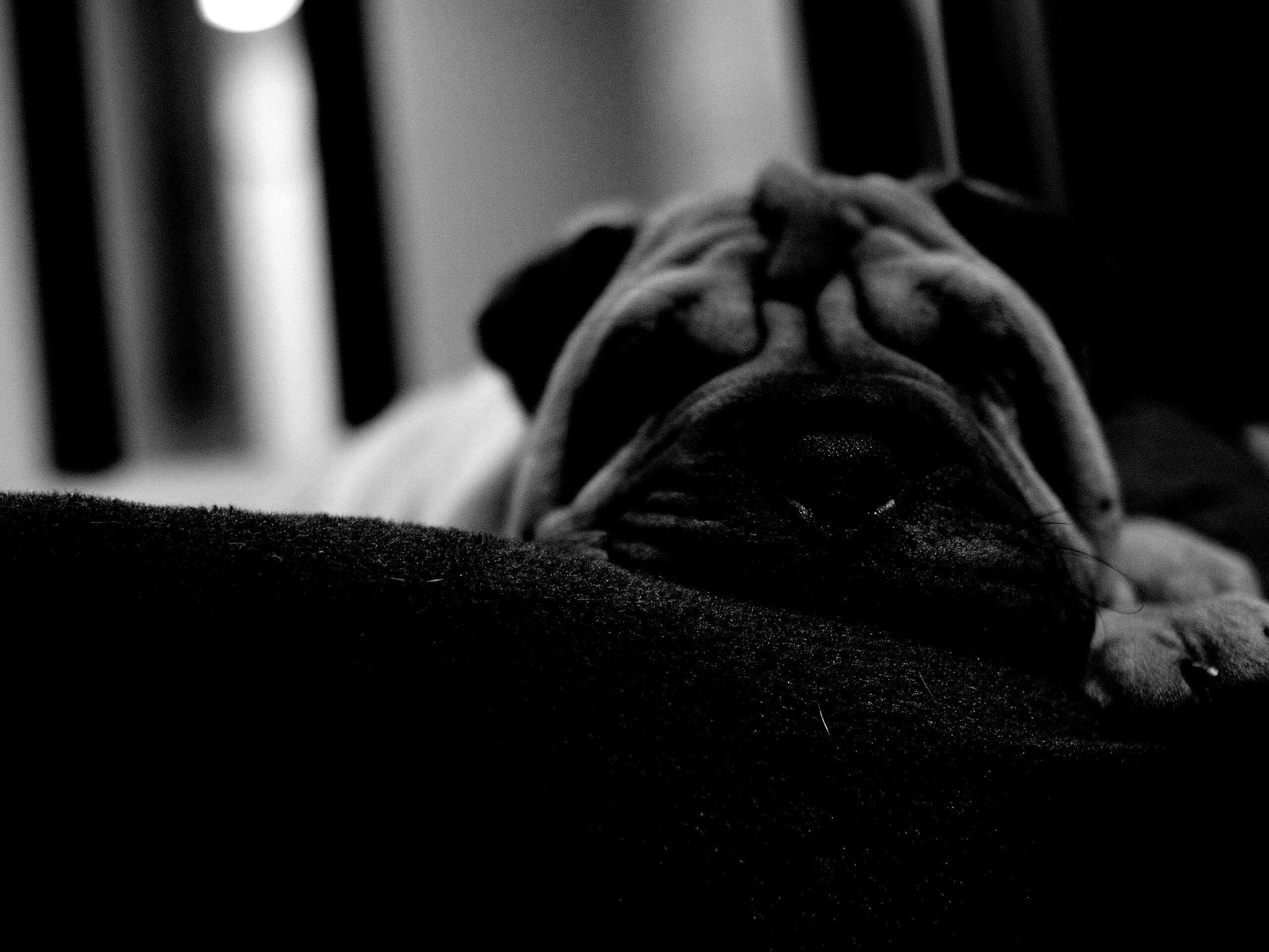 Щенок шарпея спит обои