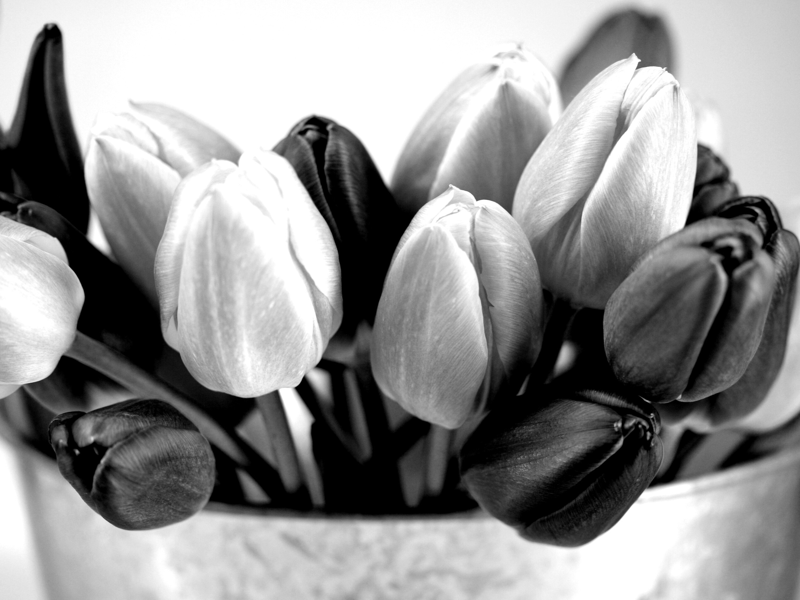 Розовые и фиолетовые тюльпаны обои