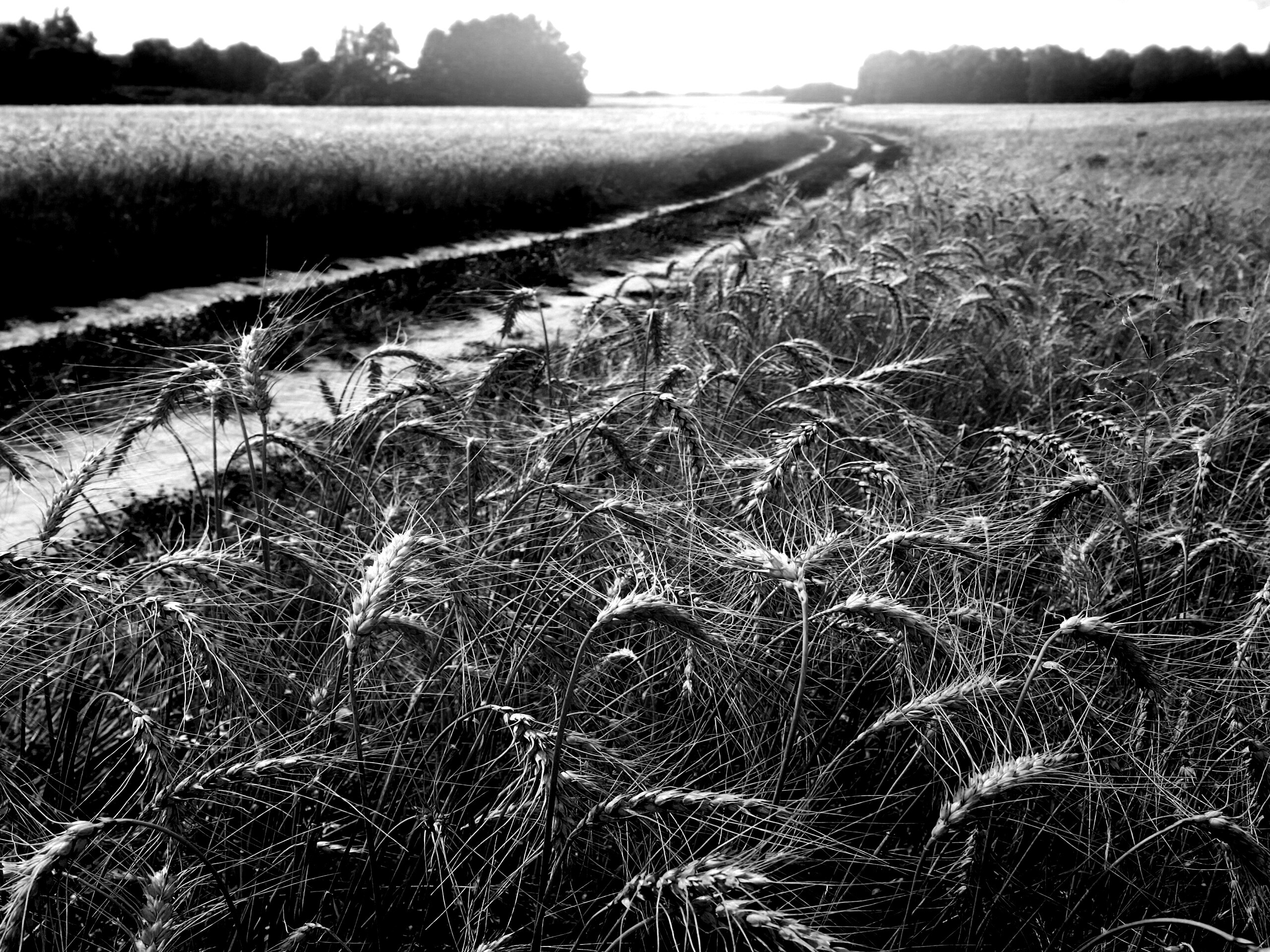 Речка среди поля обои