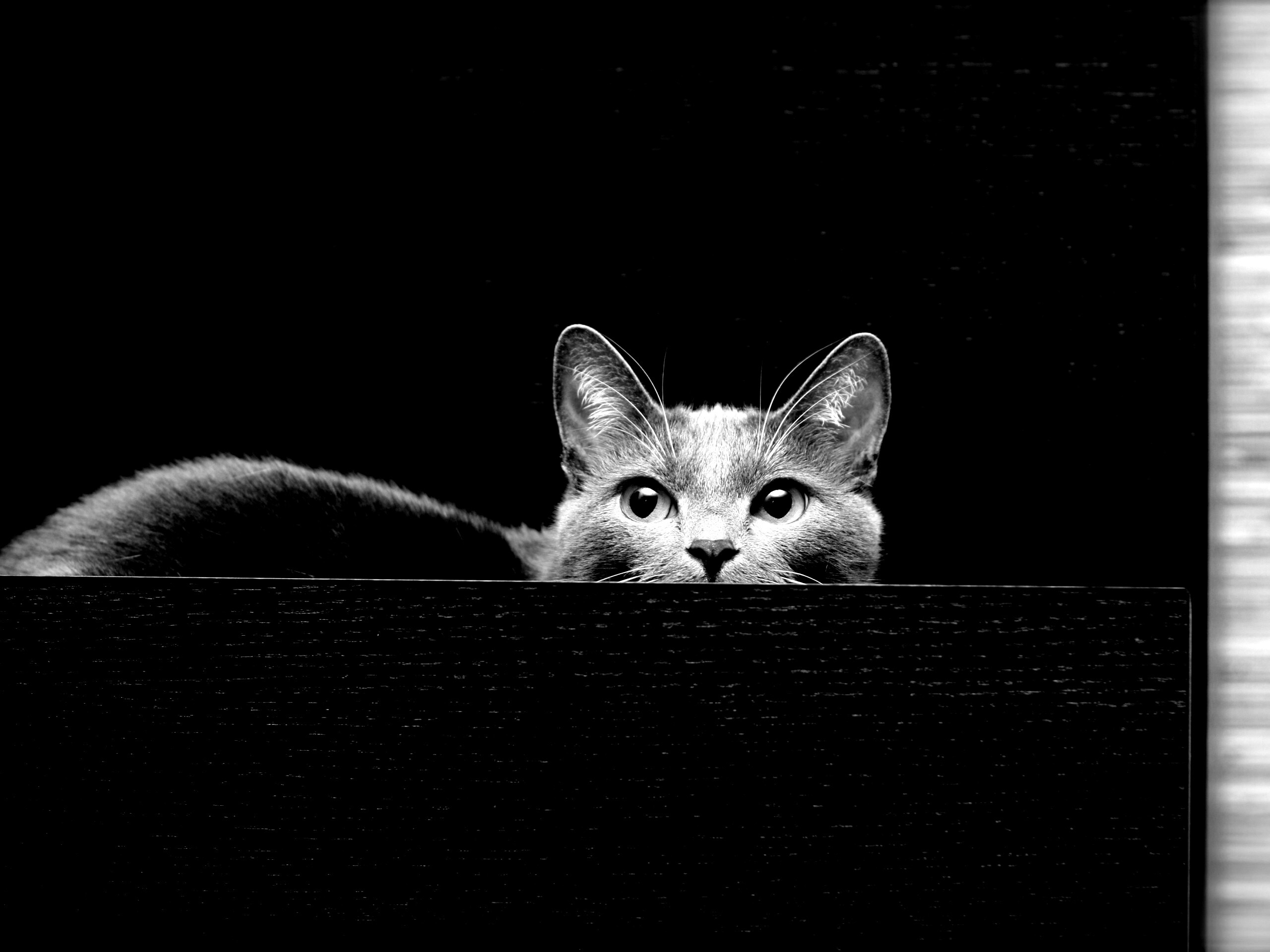 Кот в ящике комода обои