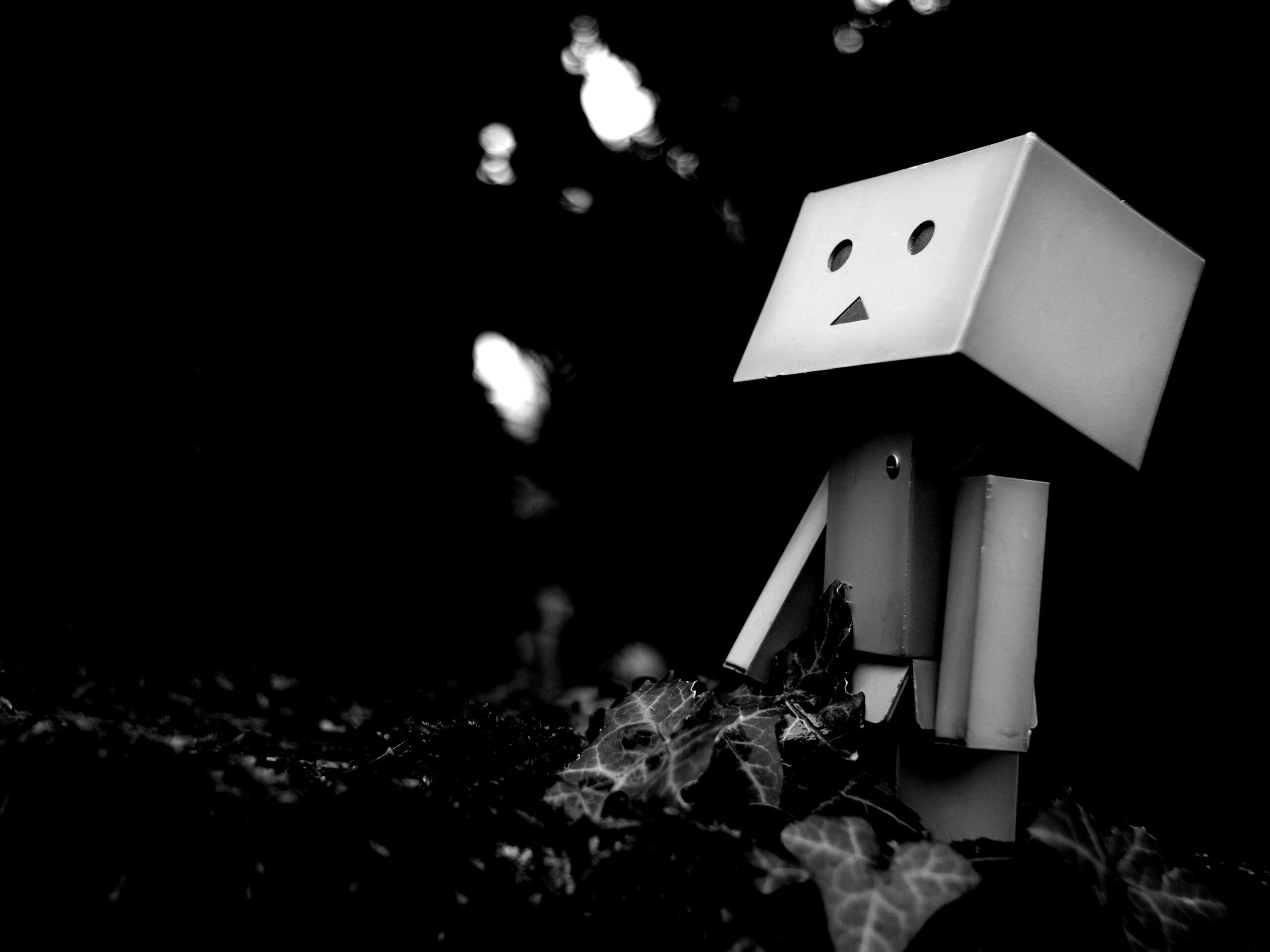 Danbo смотрит вверх обои