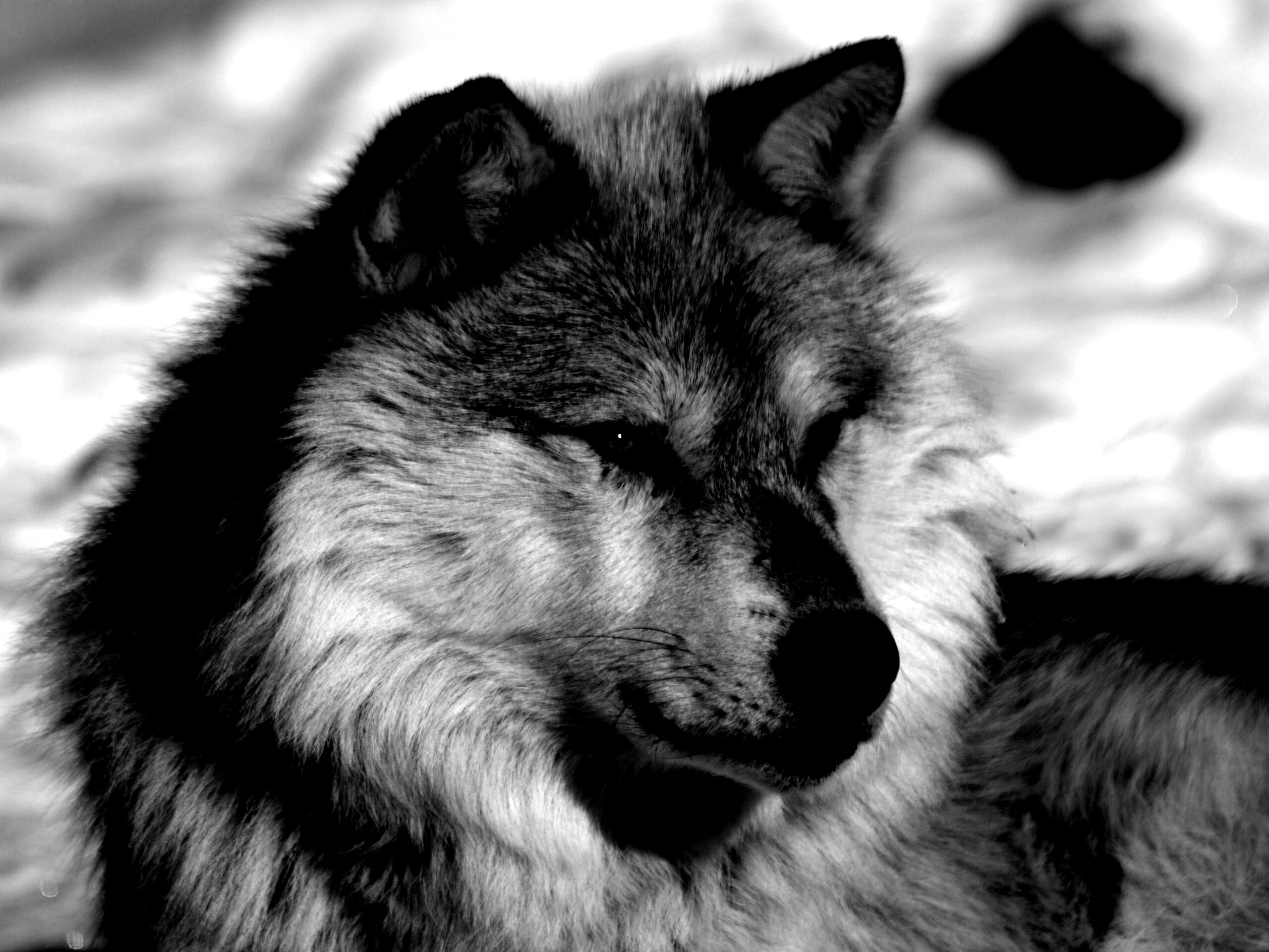 Лайка на снегу обои