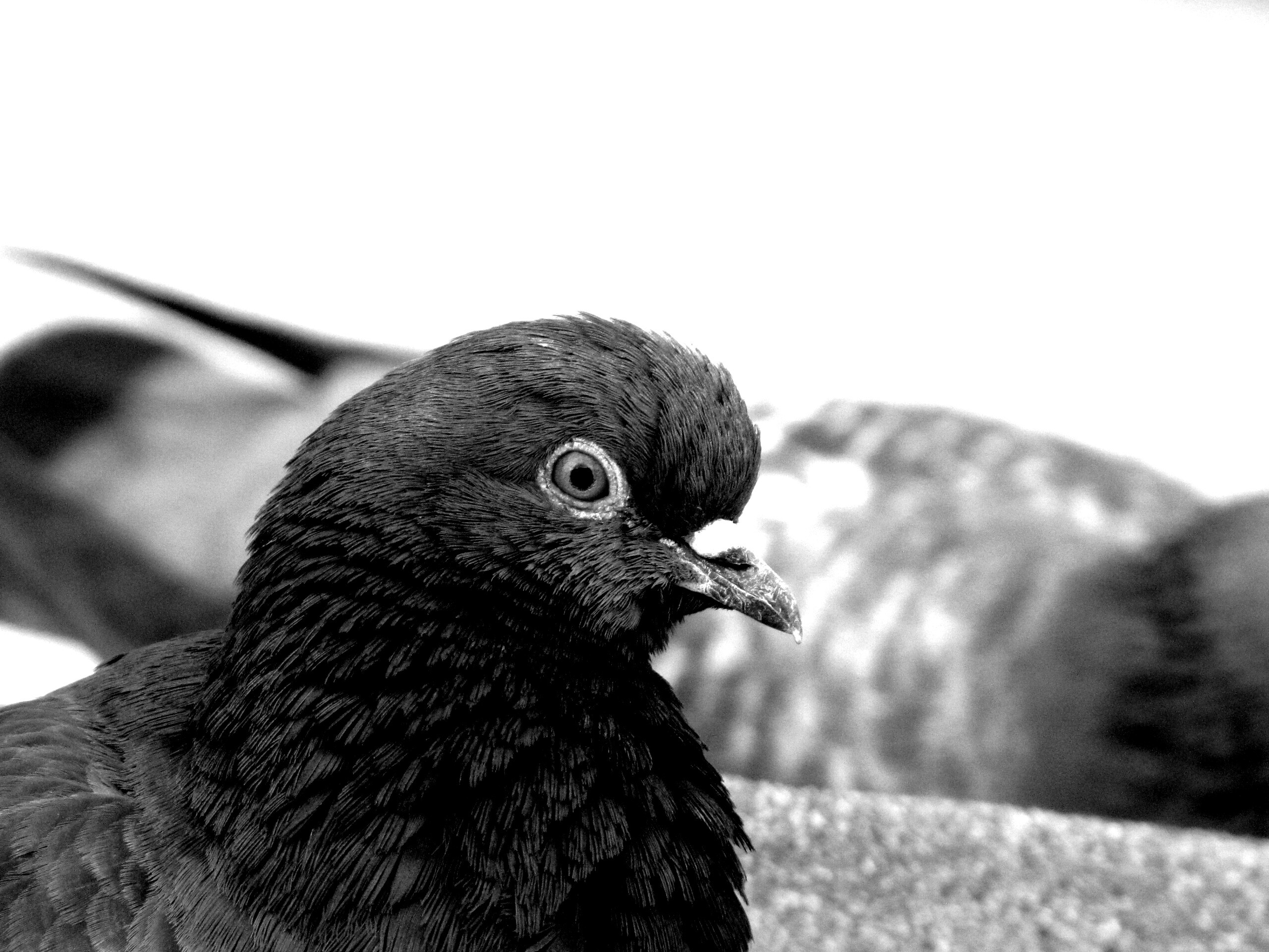 Смотрит в самую душу обои