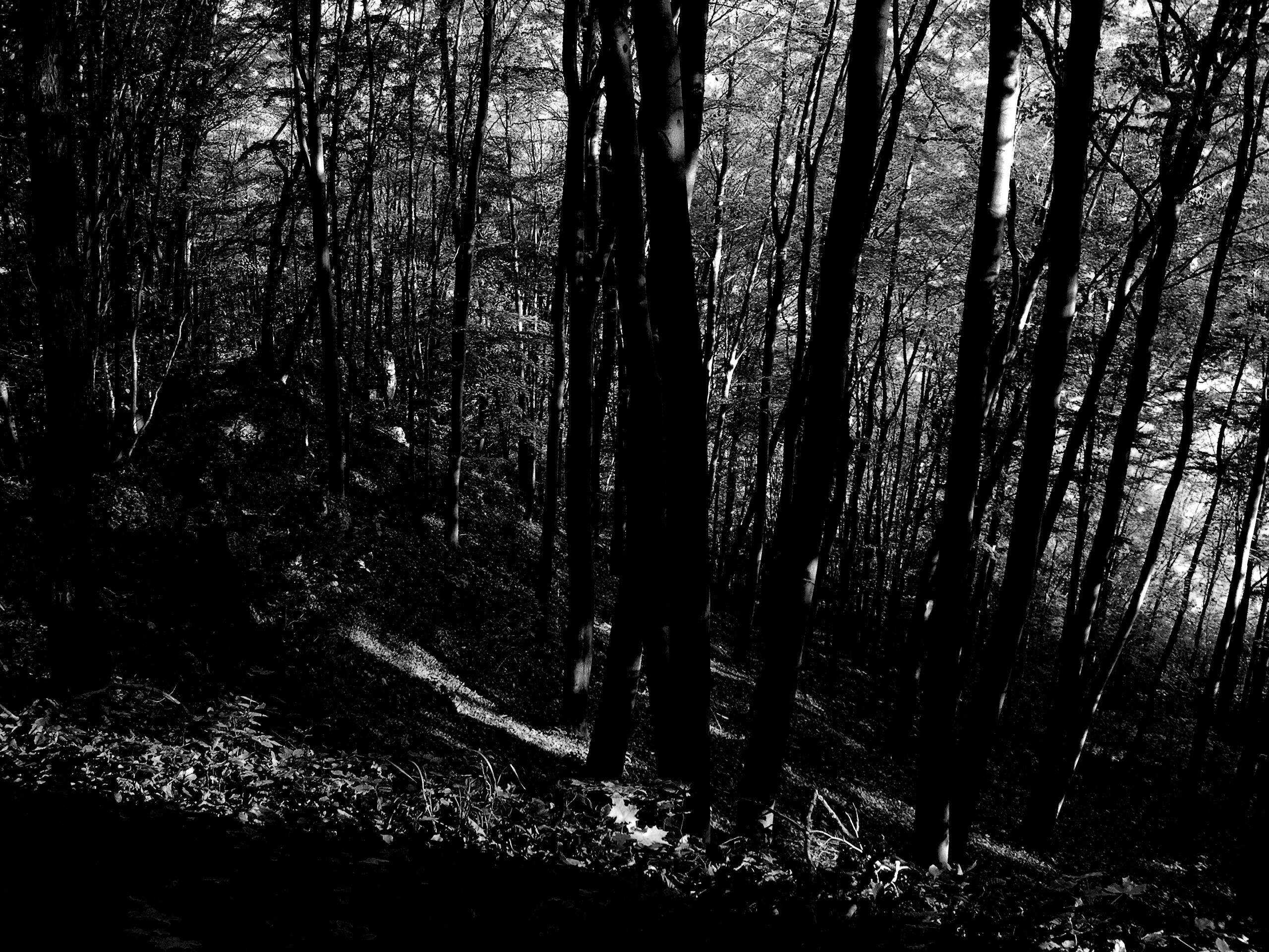 Осенний лес обои