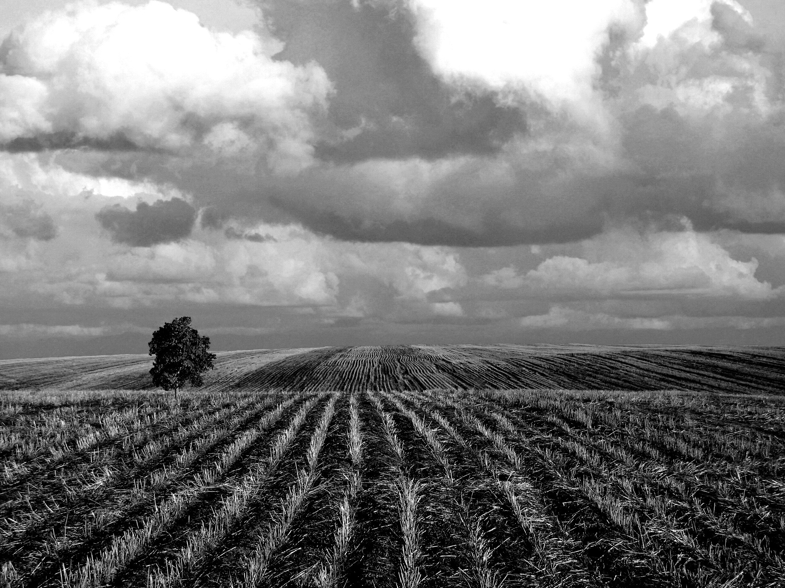 Дерево в поле обои
