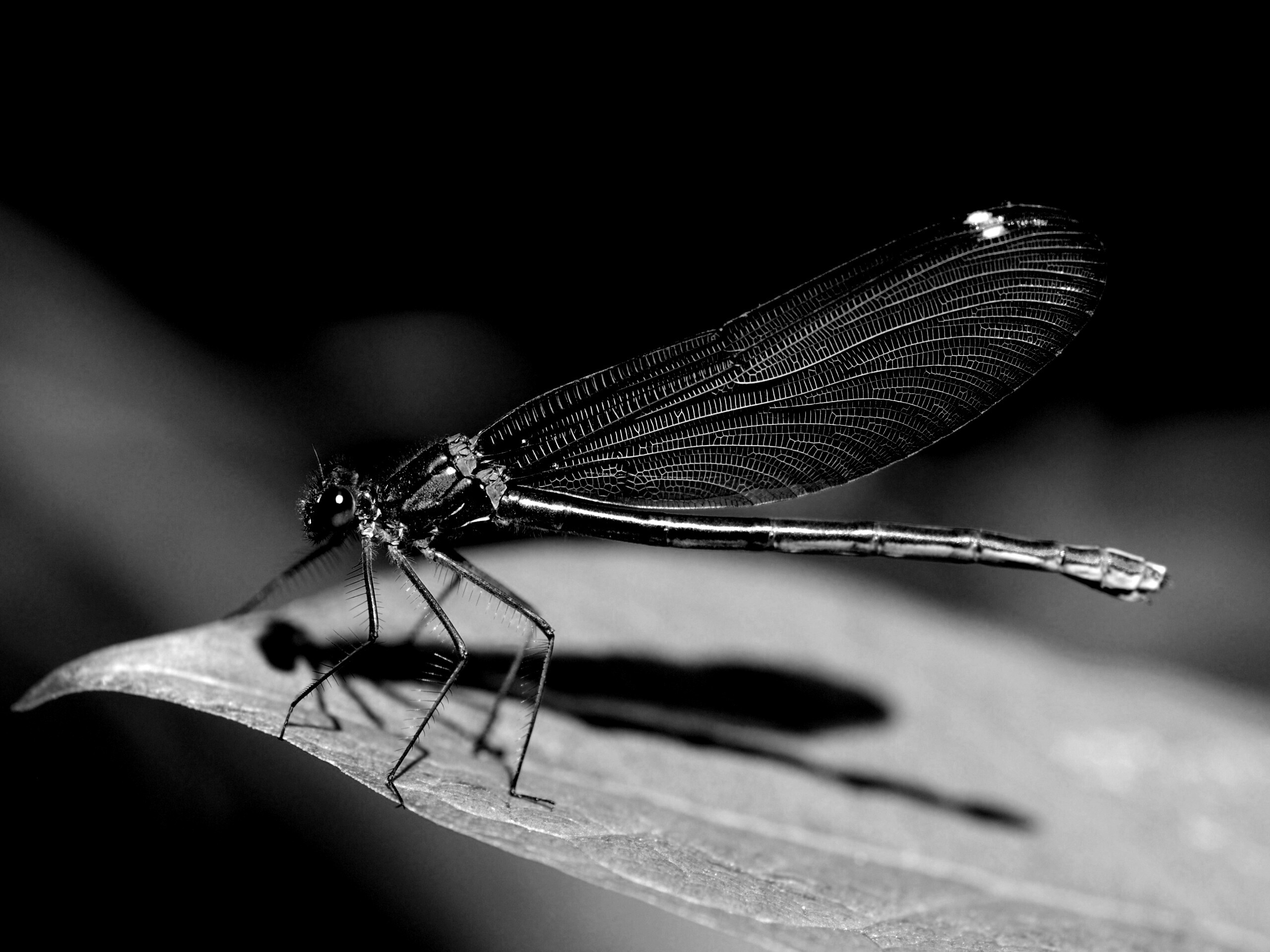 Стрекоза на листе обои