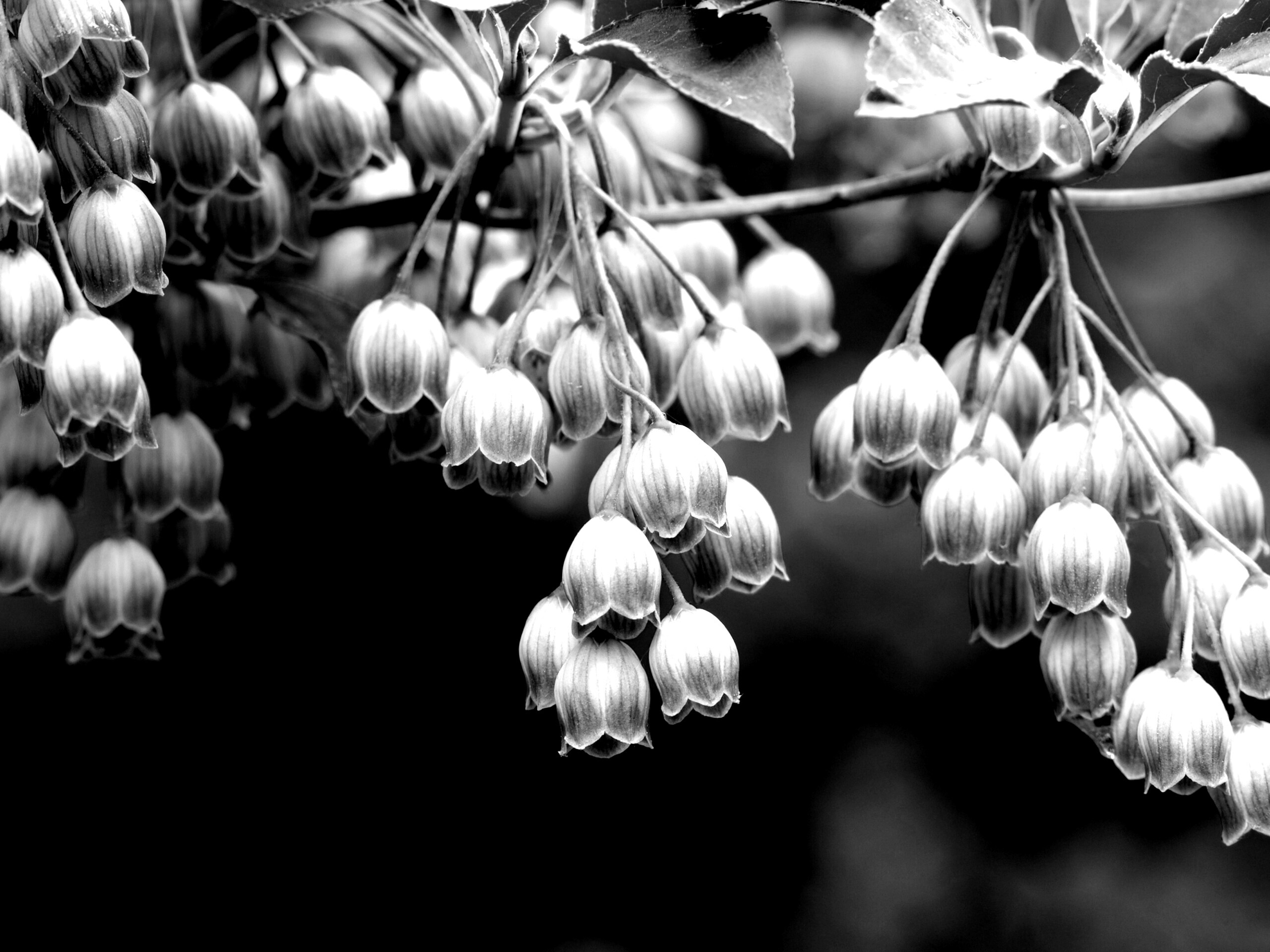 Красные колокольчики обои