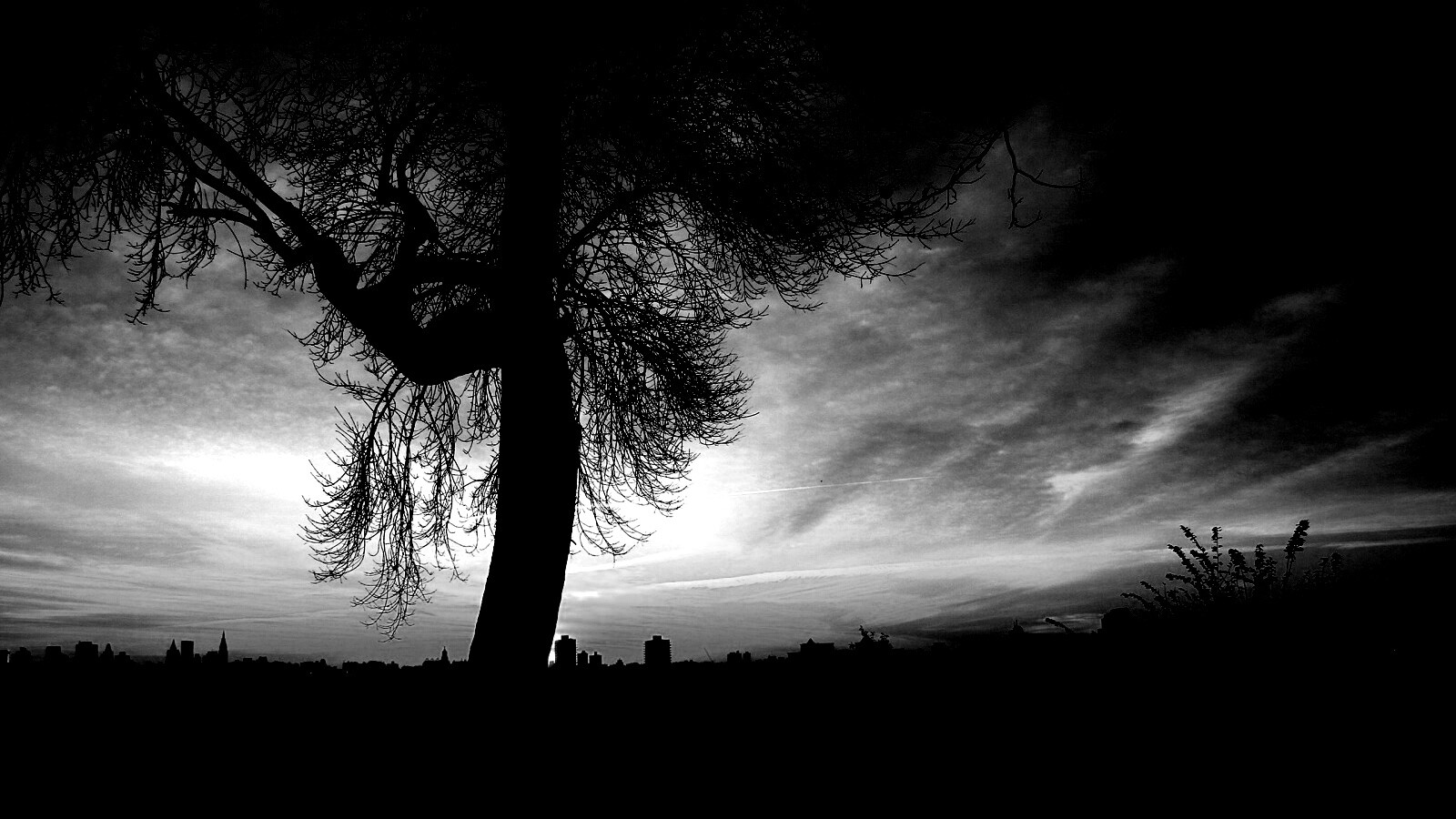 Одинокое дерево обои