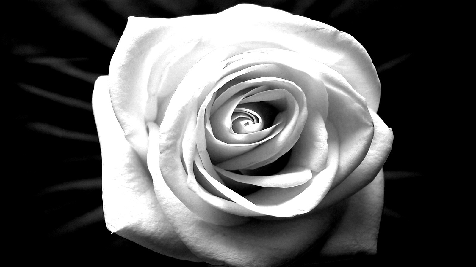 Белая роза обои