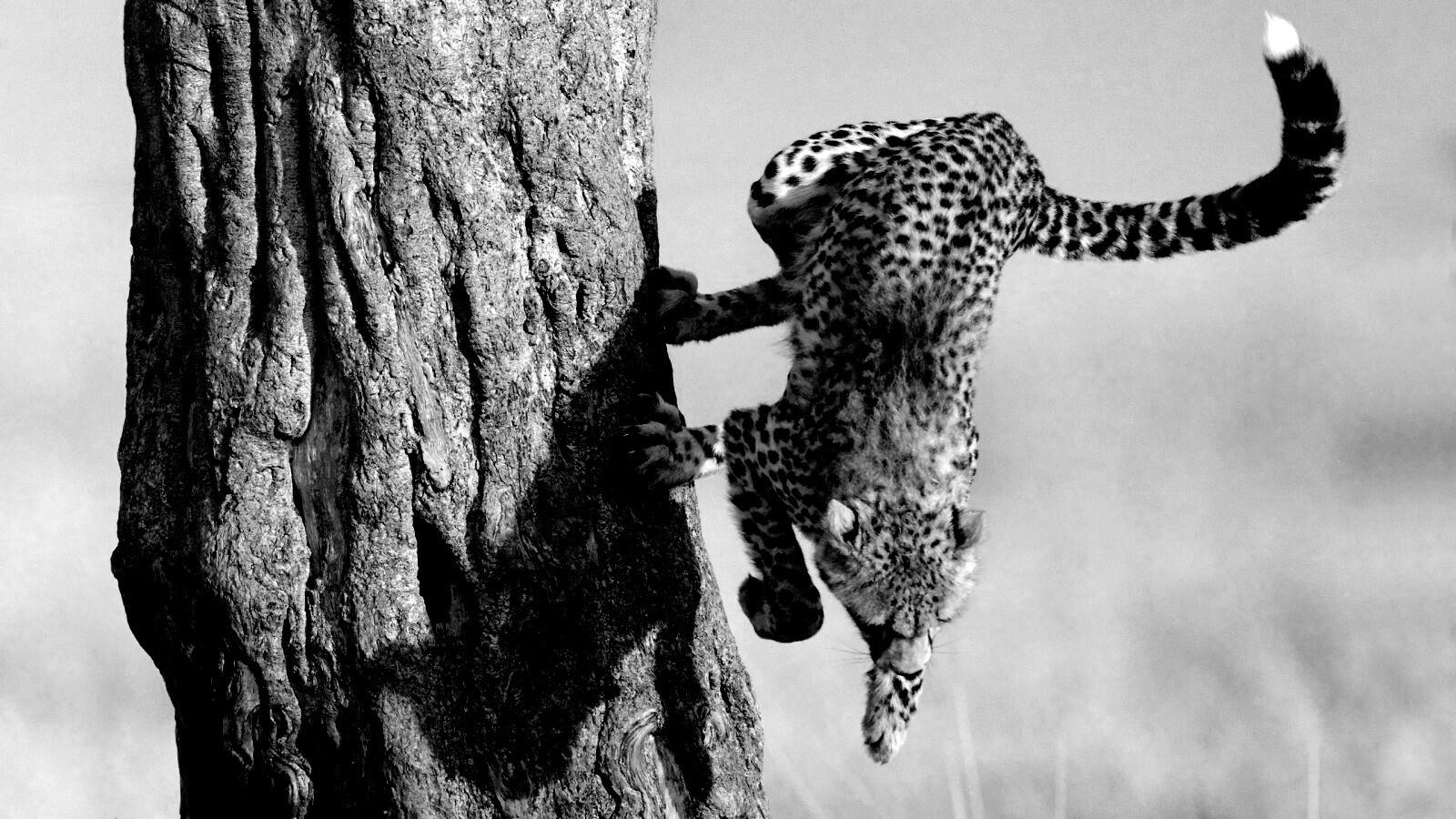 Скалолаз обои