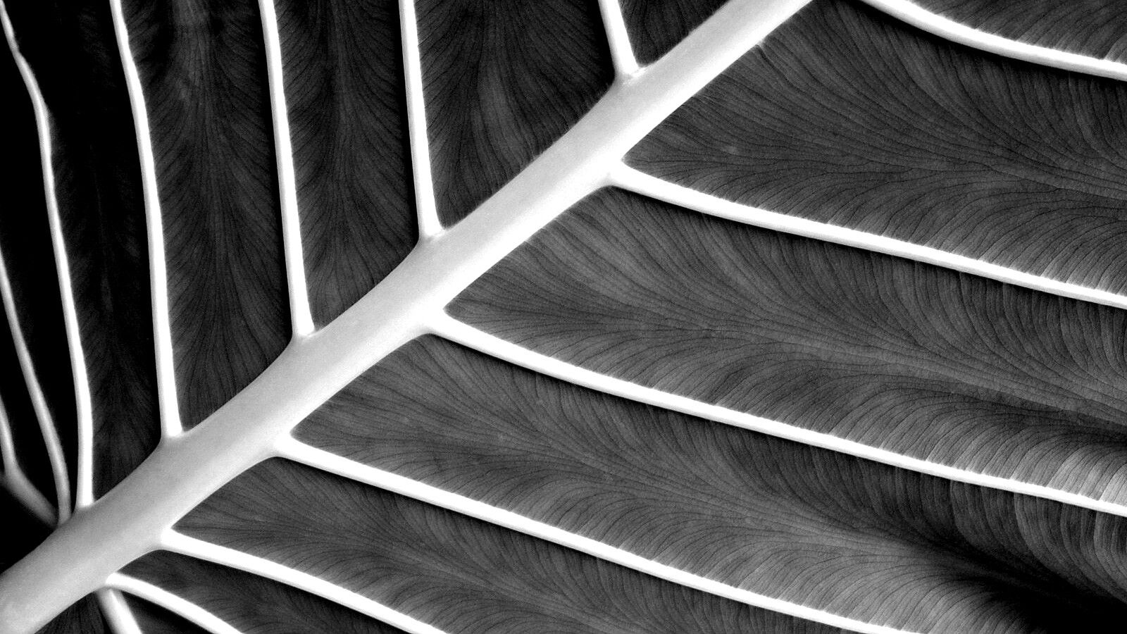 Пальмовый лист обои