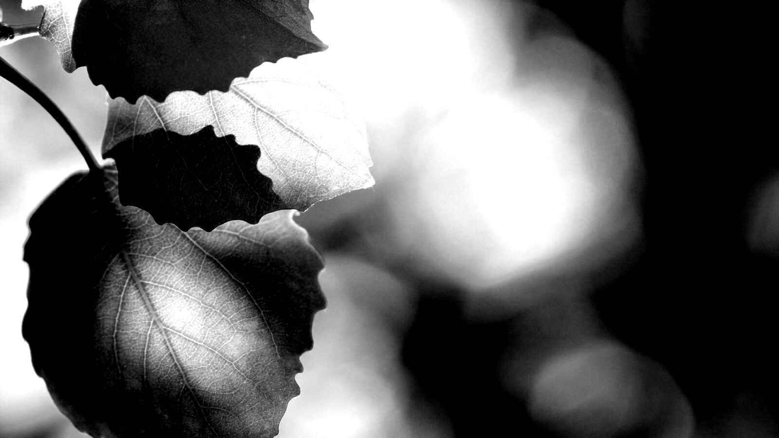 Макро фото осенней листвы обои