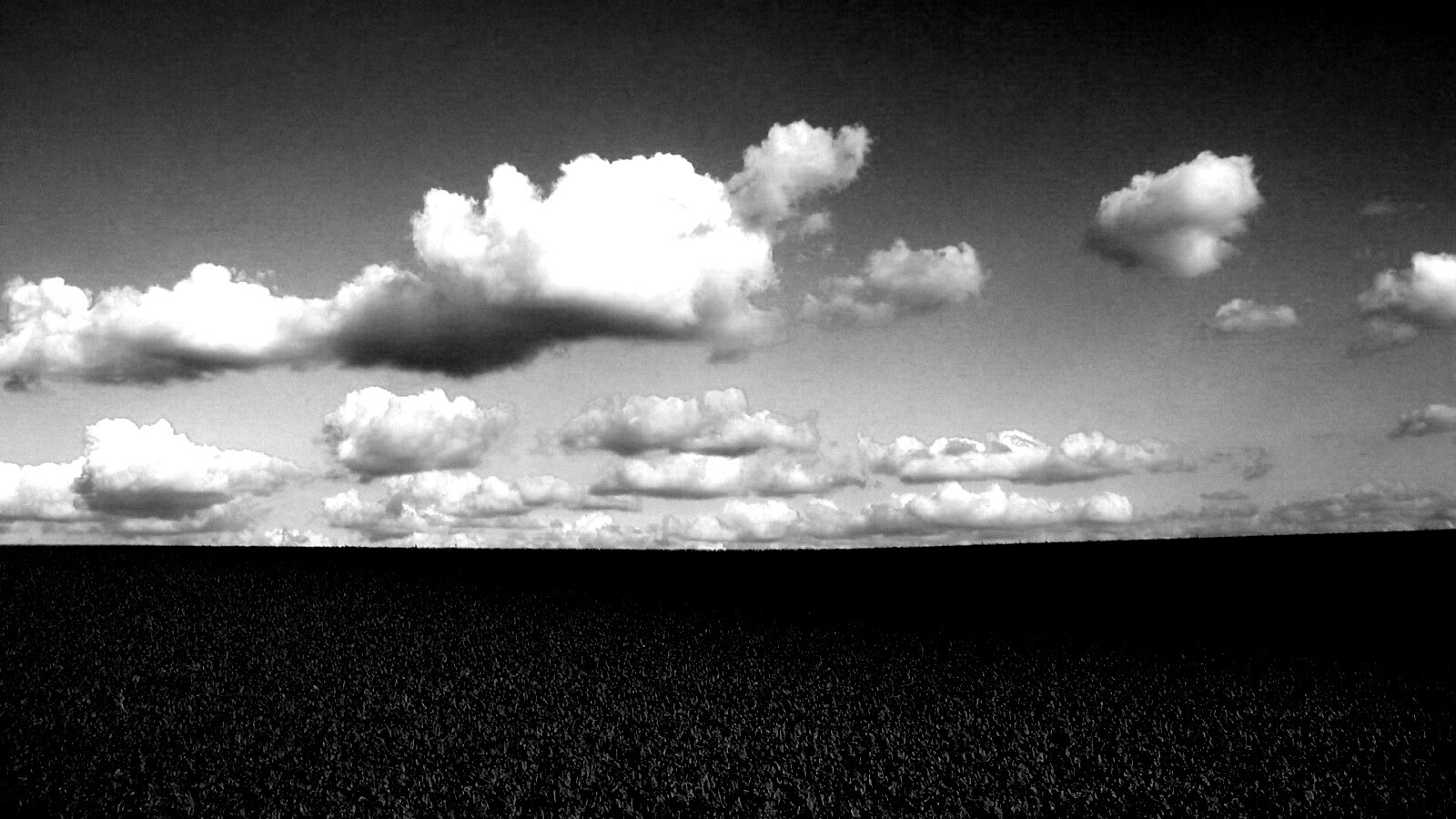 Обака над бескрайними полями обои