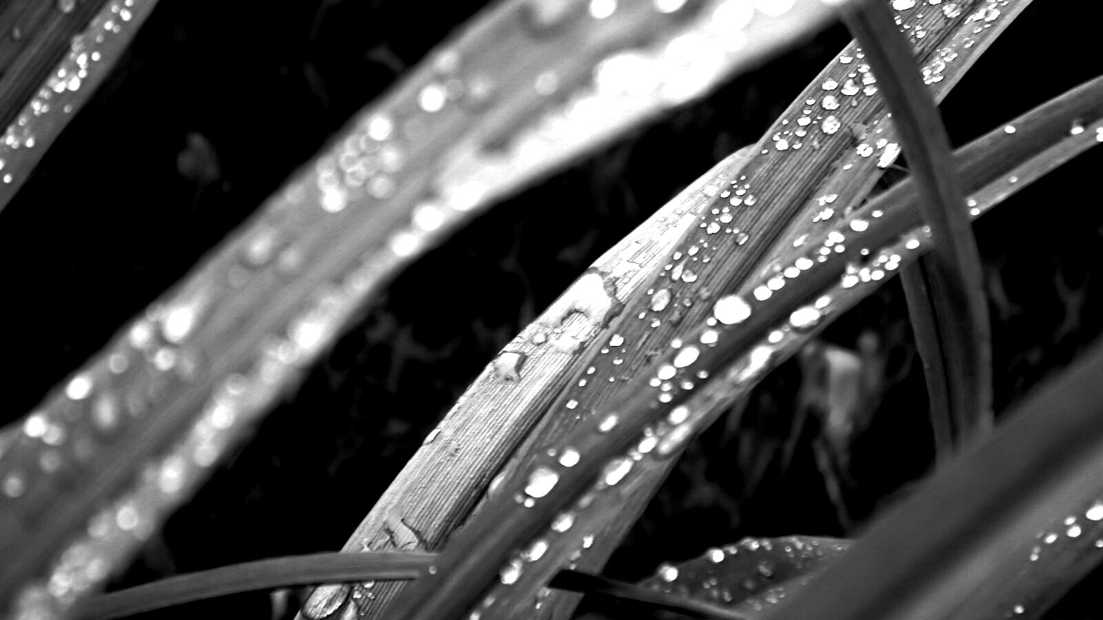 Роса на траве обои