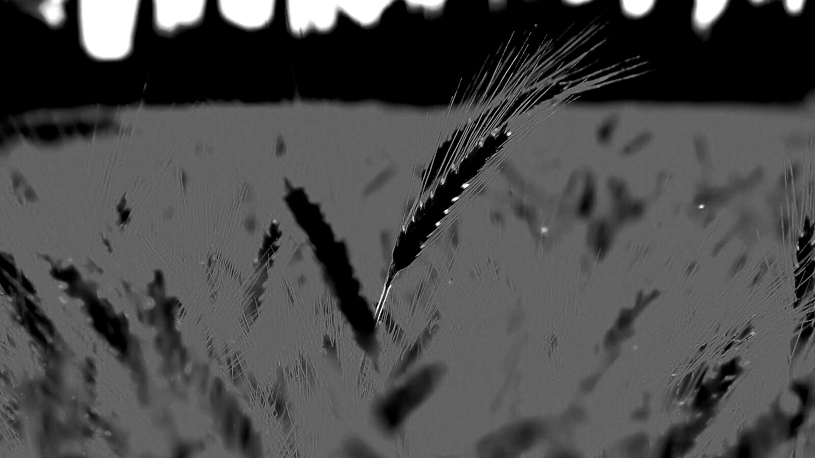 Пшеничное поле обои