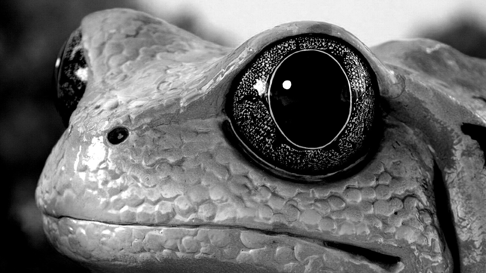 Красная лягушка обои