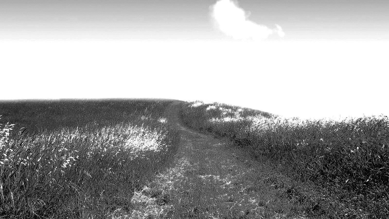 Золоте поле обои