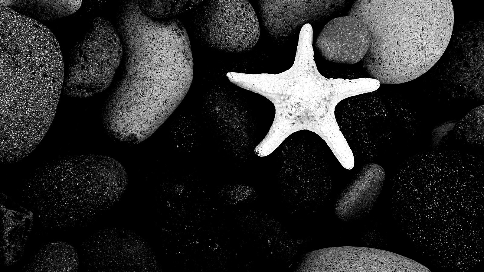 Звезда на морской гальке обои