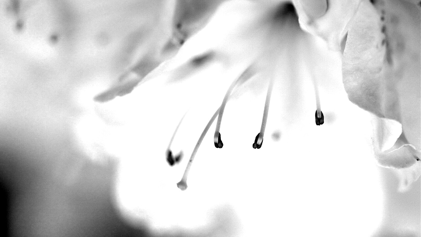 Цветок орхидеи обои