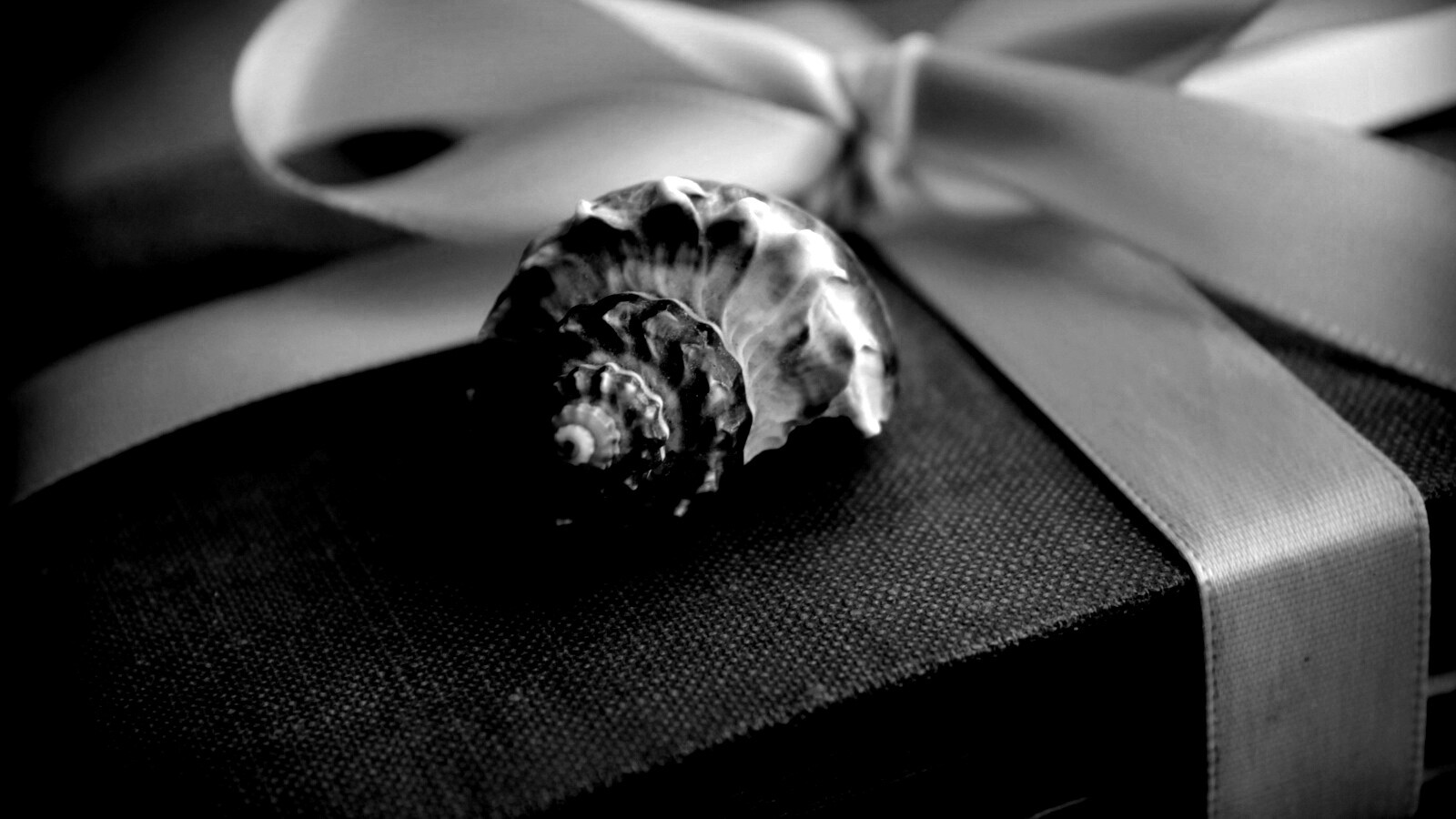 Ракушка на подарочном альбоме обои