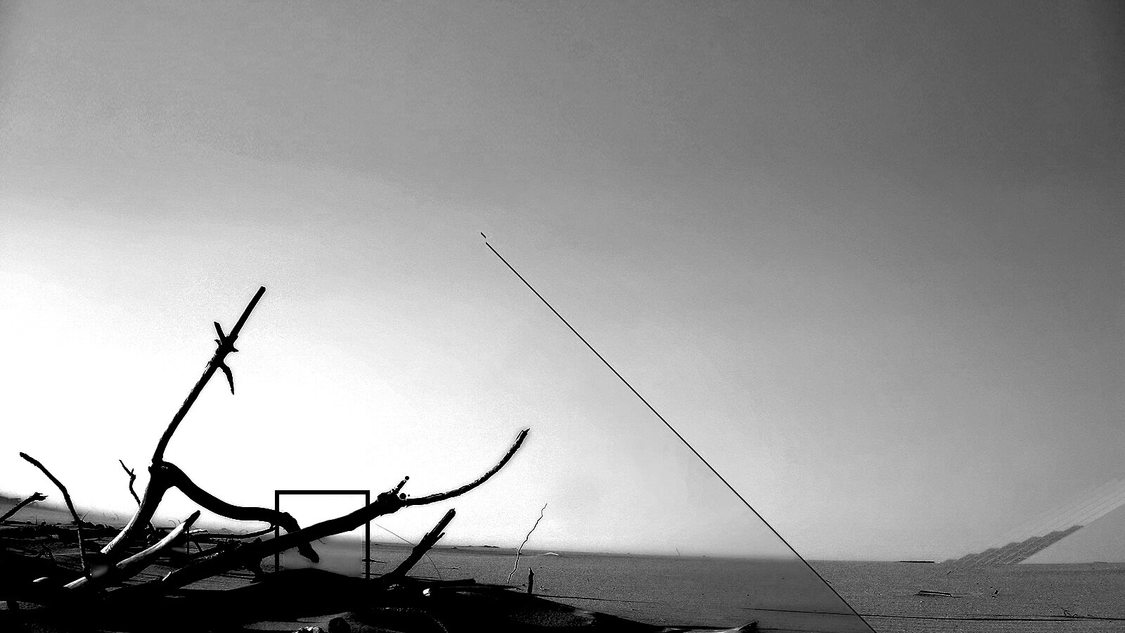 Сухостой в песках обои