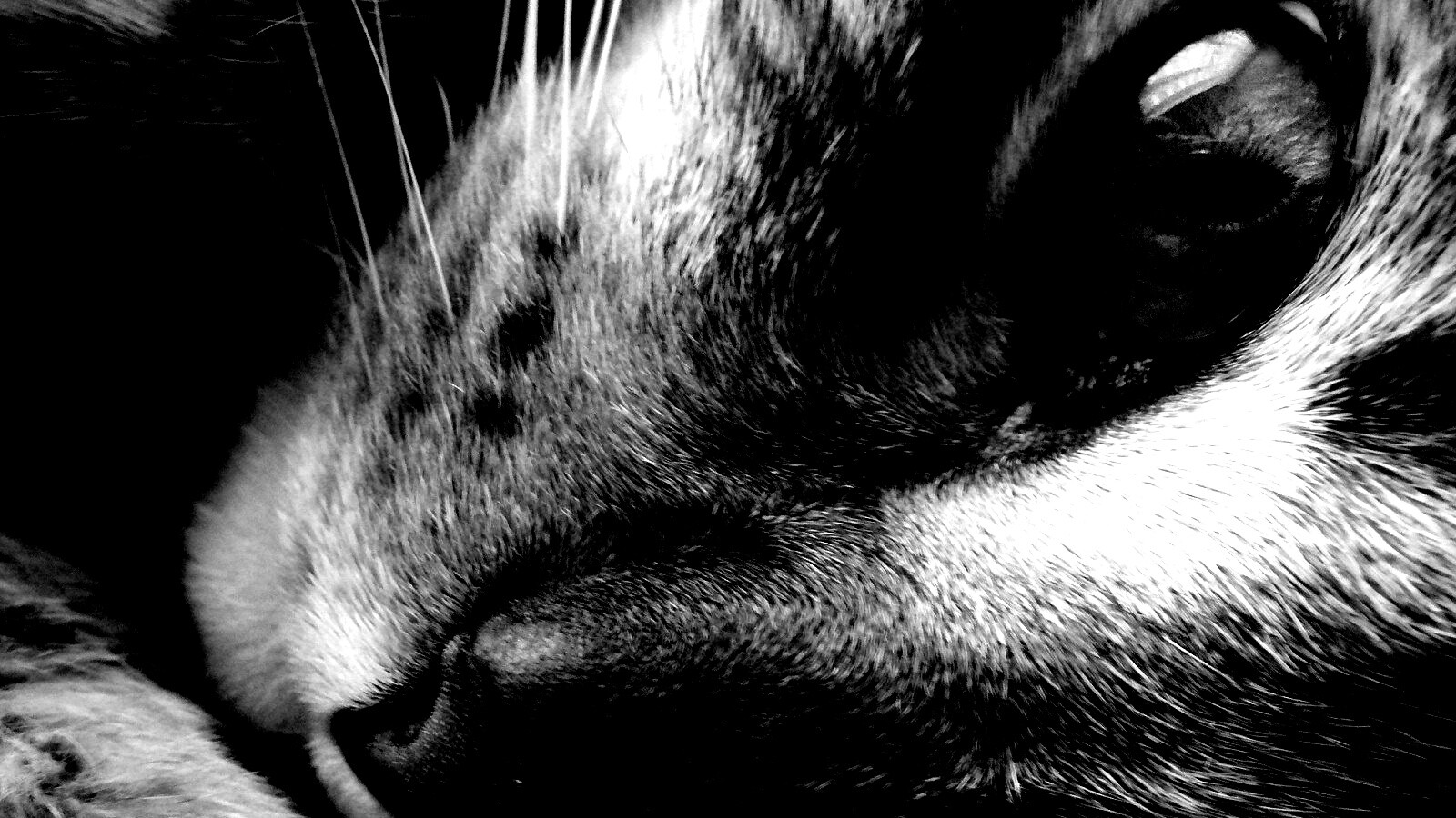 Мордашка кота крупным планом обои