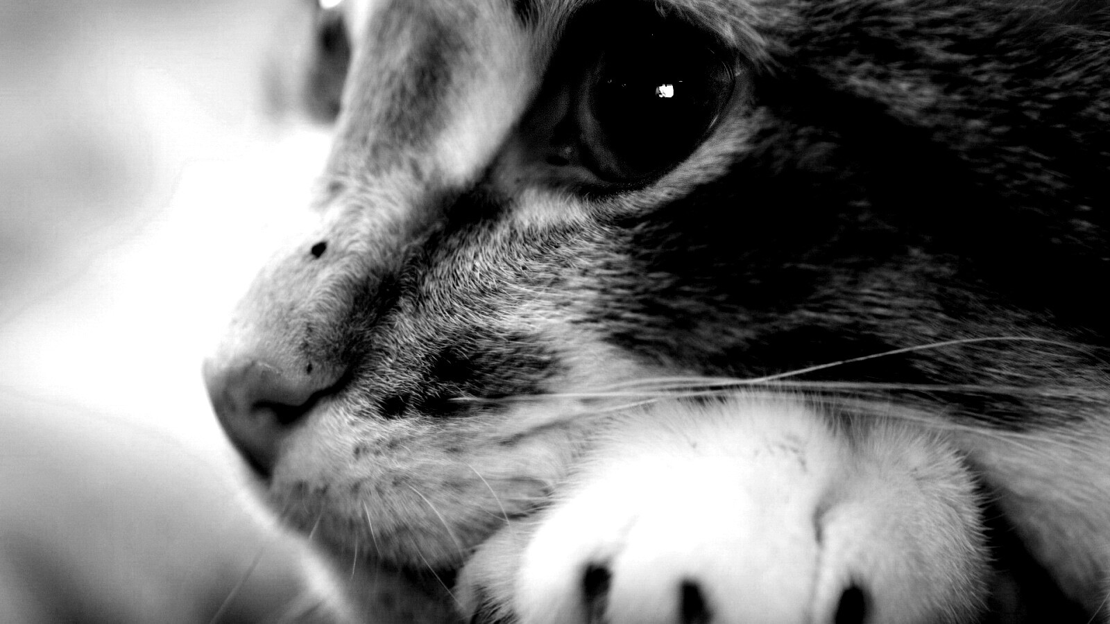 Мордочка на лапаках обои