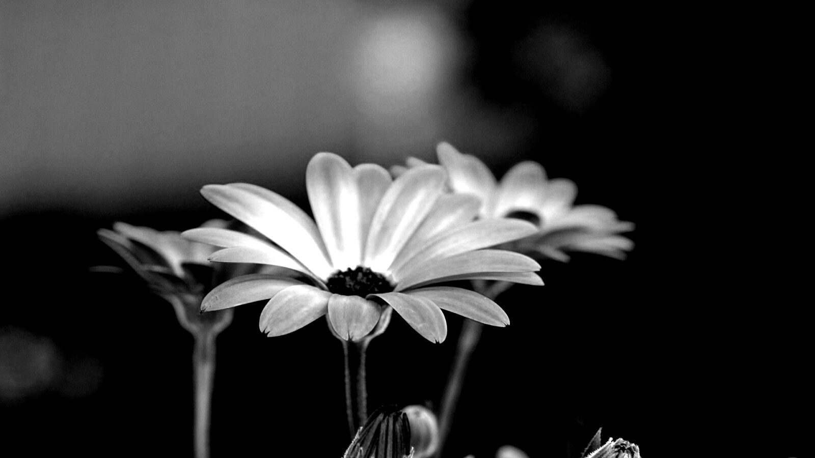 Три желтых цветка обои