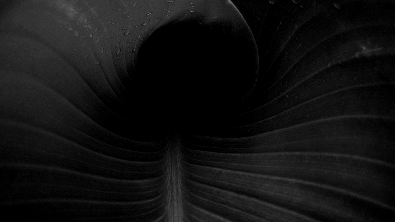 Свернутый в трубочку лист обои