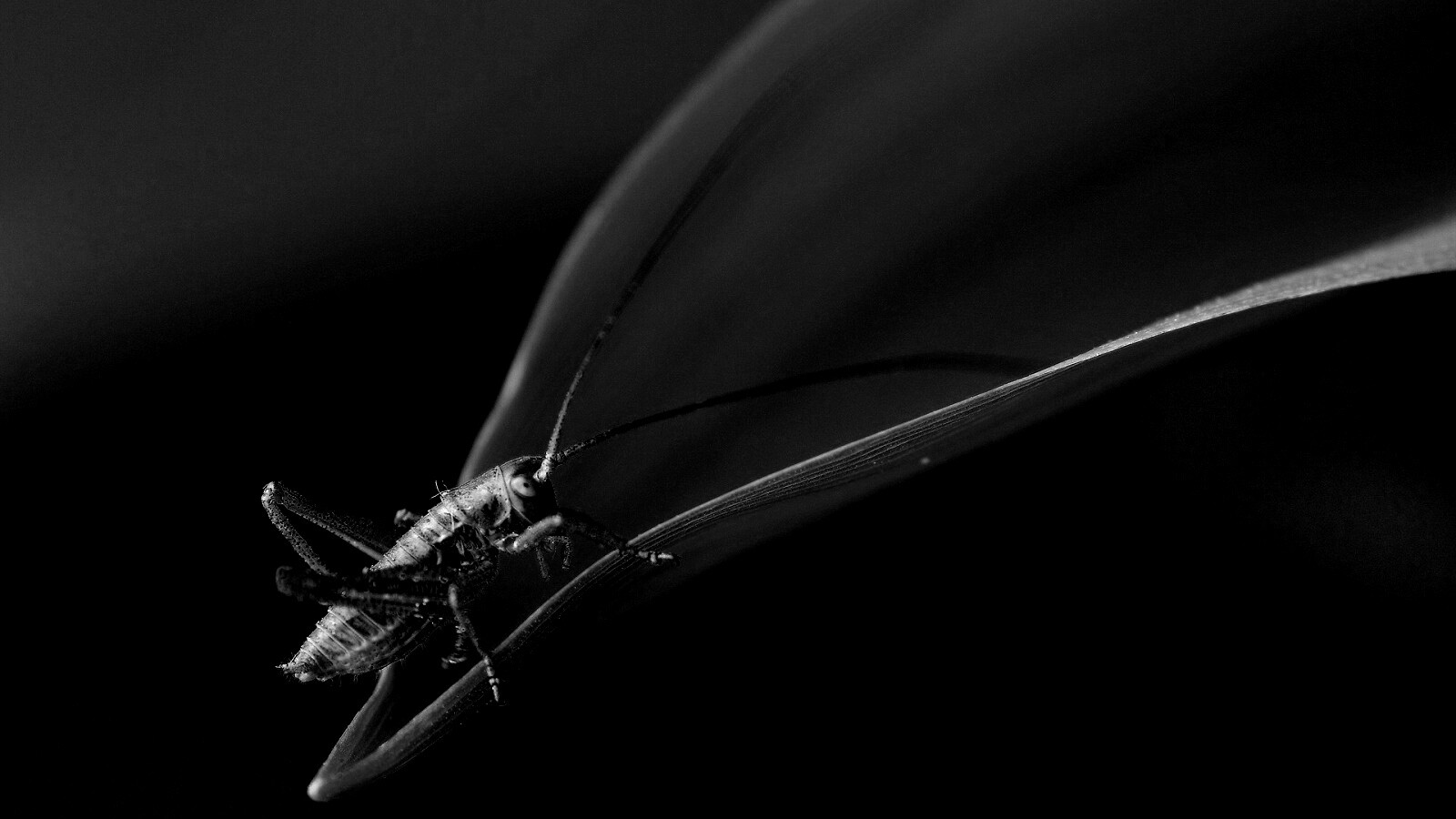 Кузнечик на листике обои