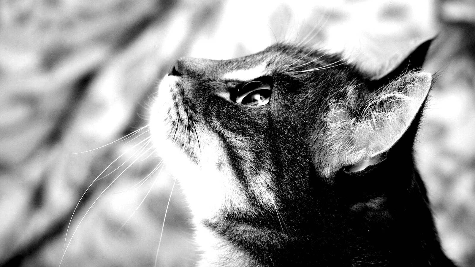 Котик смотрит верх обои