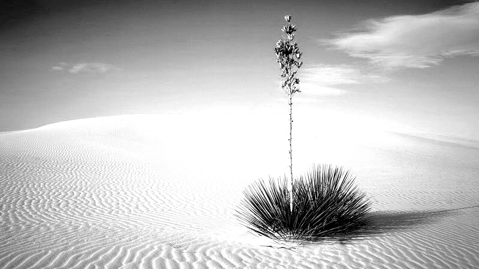 Растение среди пустыни обои