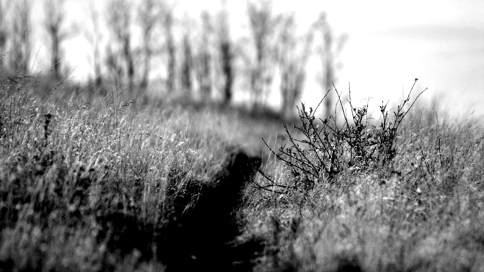 Тропинка в поле обои