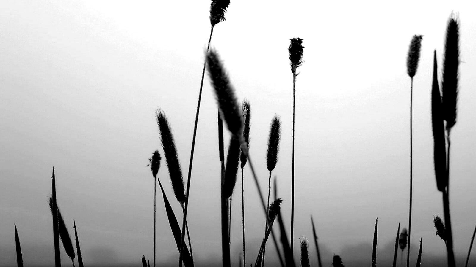 Травинки на фоне золотого неба обои