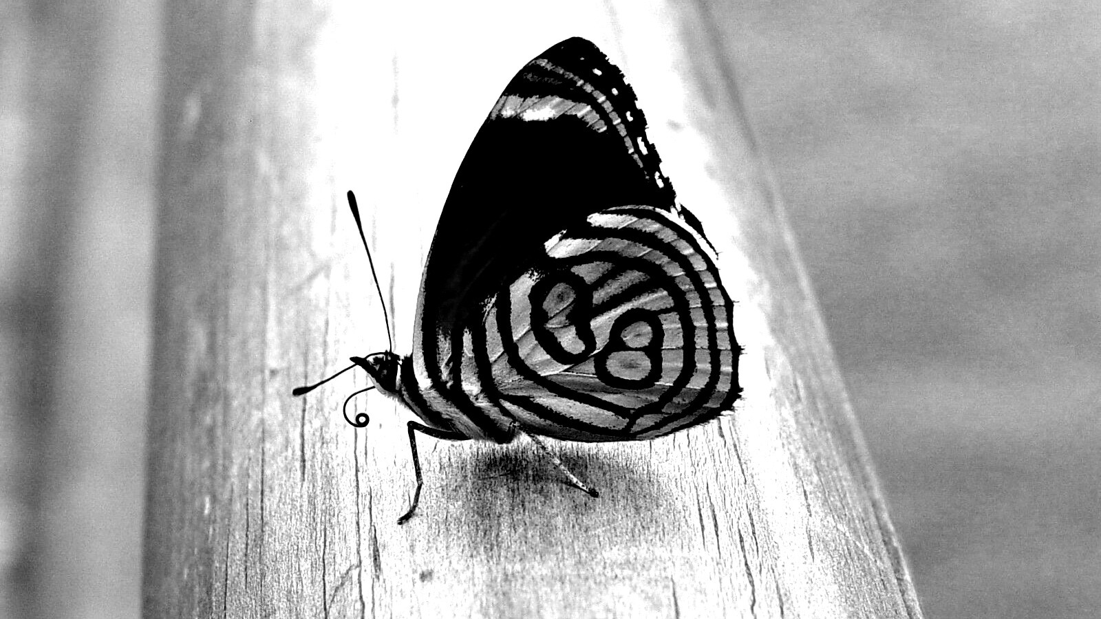 Бабочка на бревне обои