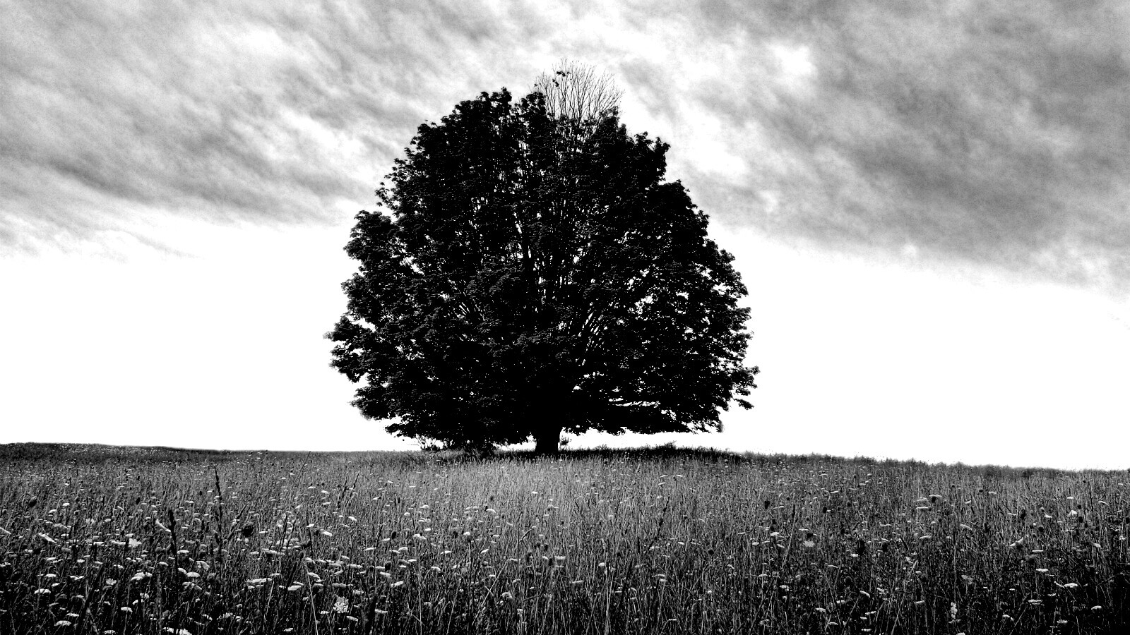 Зеленое дерево в желтом поле обои