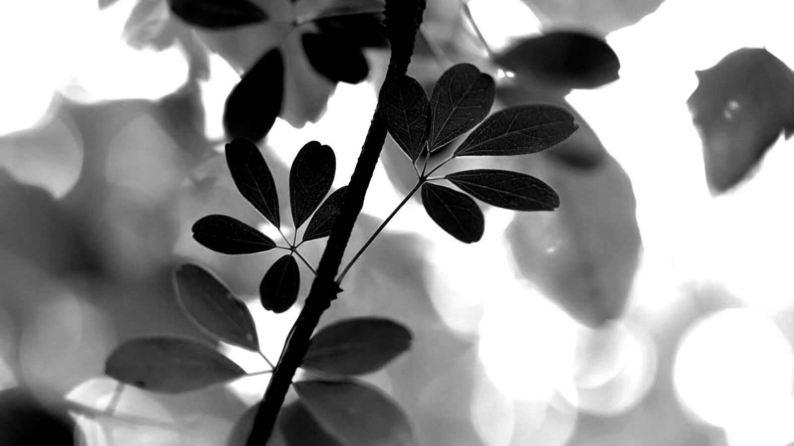 Листики на ветке обои