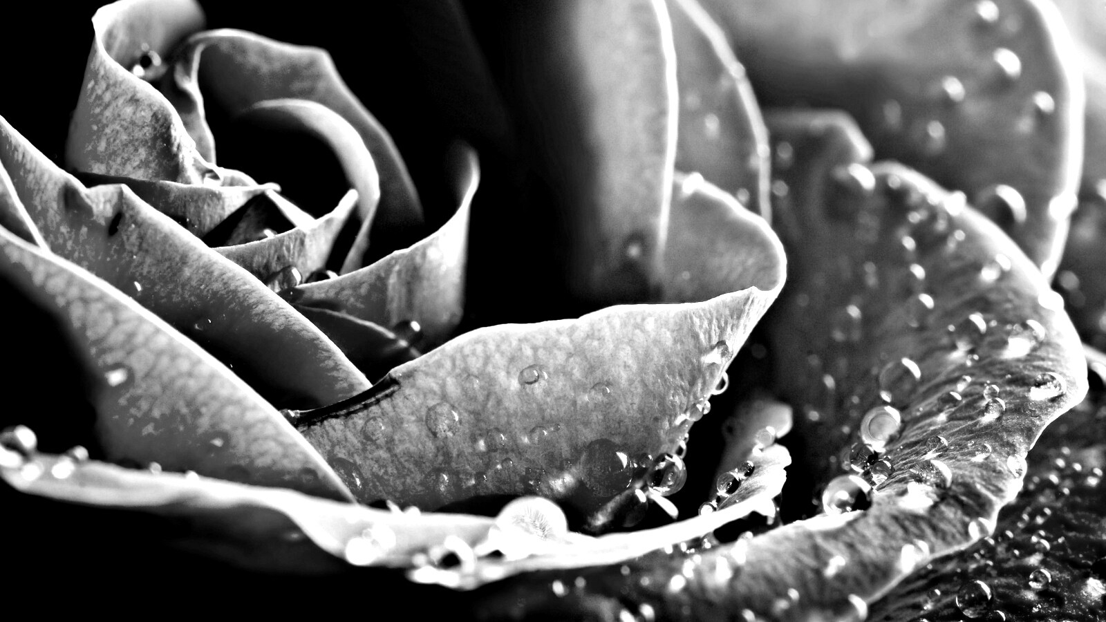 Капли на бутоне розы обои