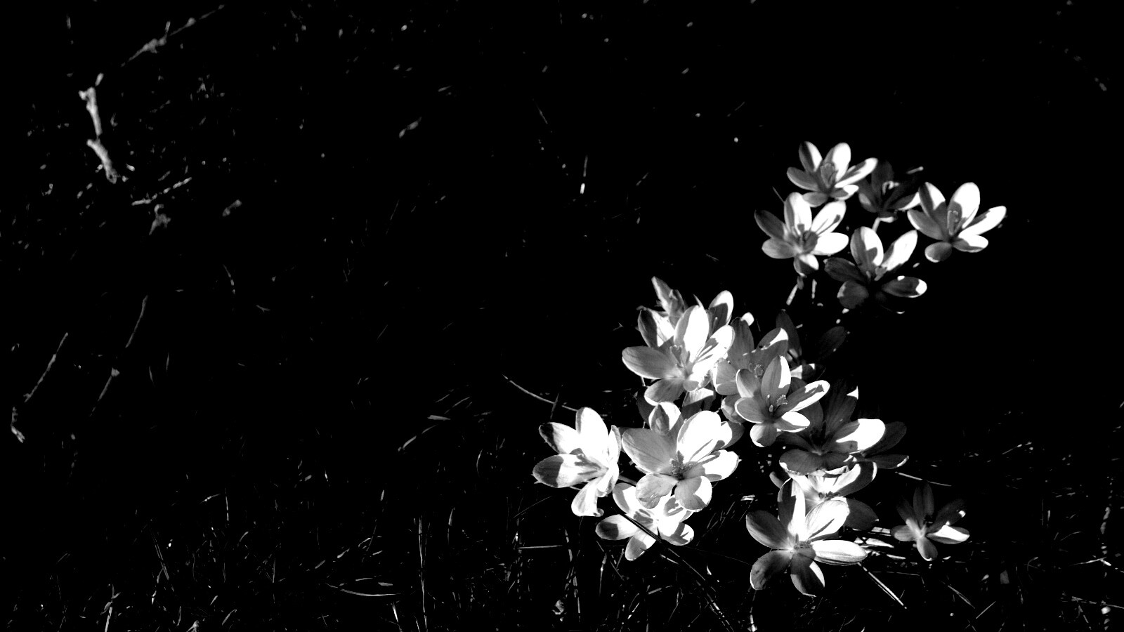 Фиалки на траве обои