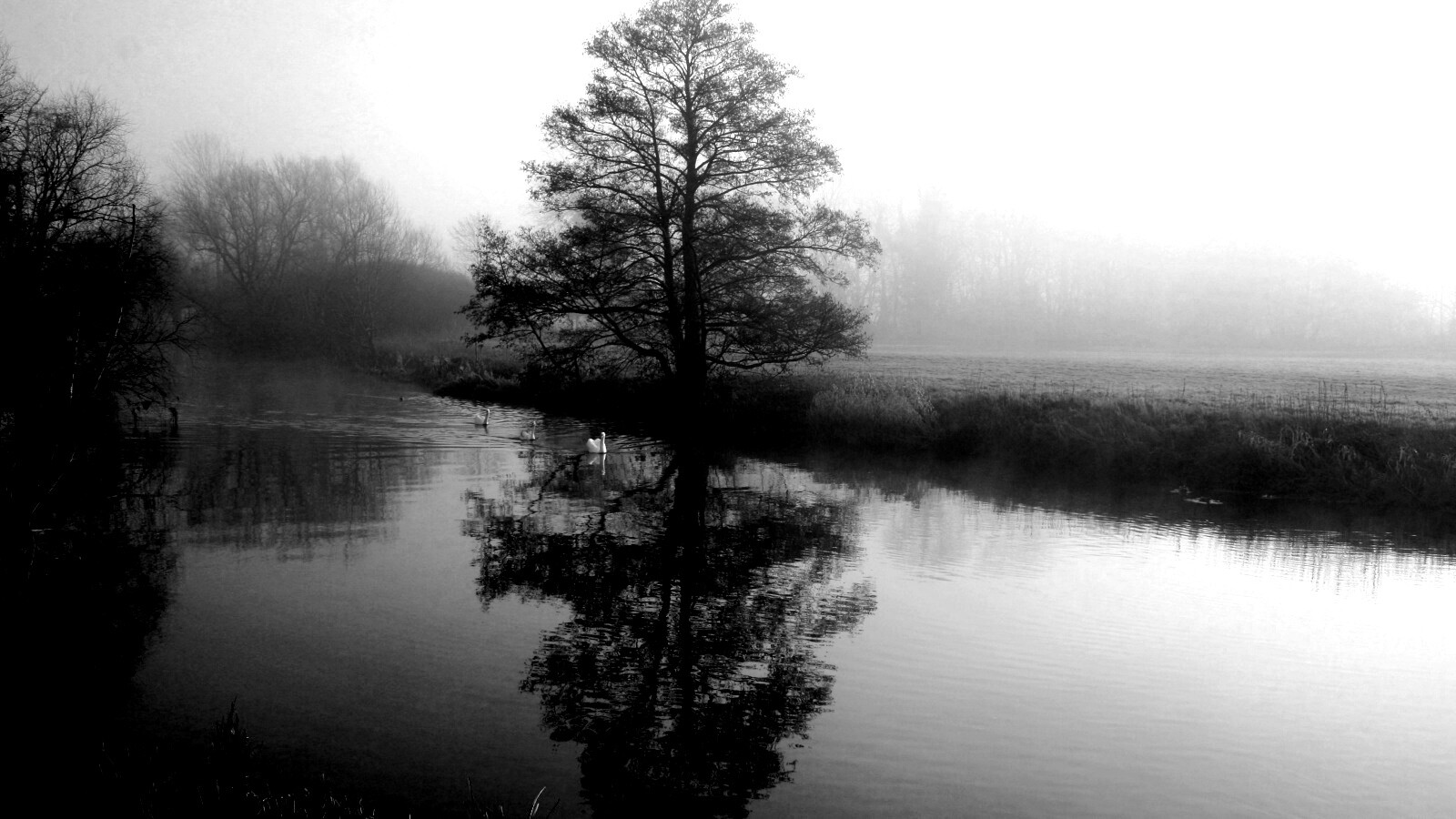 Дерево в тумане обои