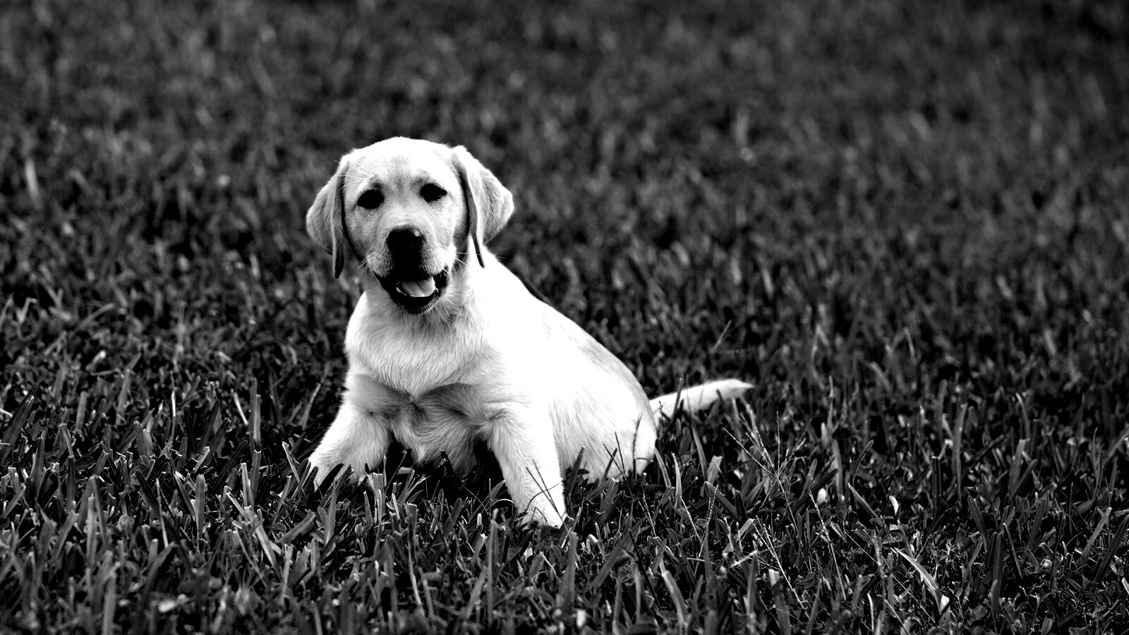 Щенок лабрадора в траве обои