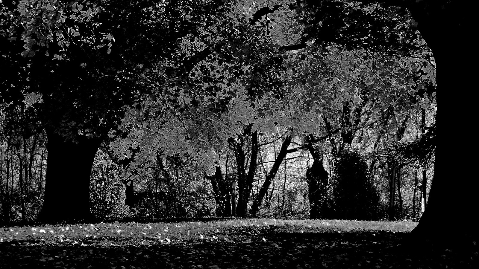 Размашистое осеннее дерево обои