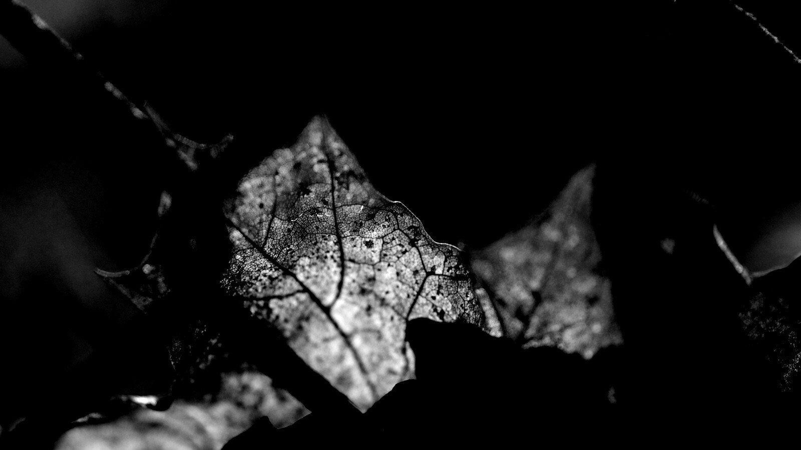 Осенний лист на забором обои