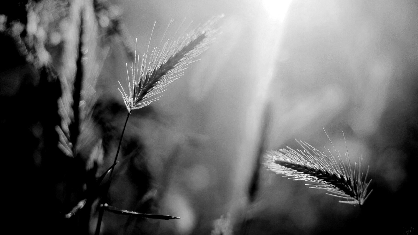 Травинки на солнце обои